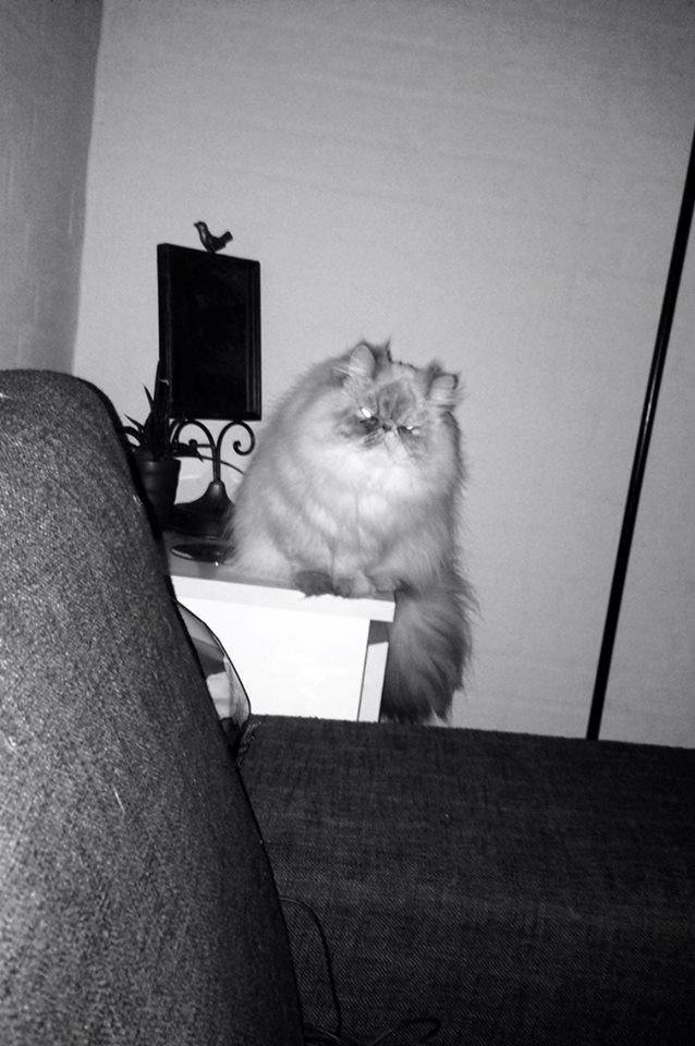 Colorpoint DK Babalou's Mille billede 5