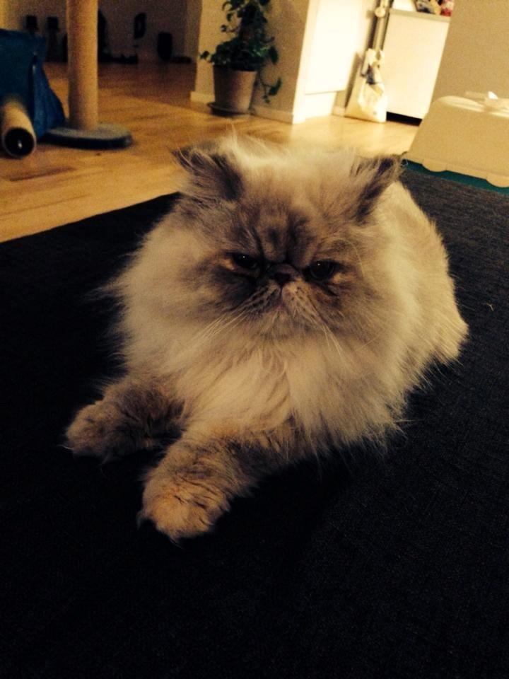 Colorpoint DK Babalou's Mille billede 6