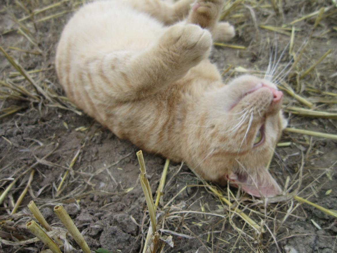 Huskat Bob (i love you) <3 billede 24