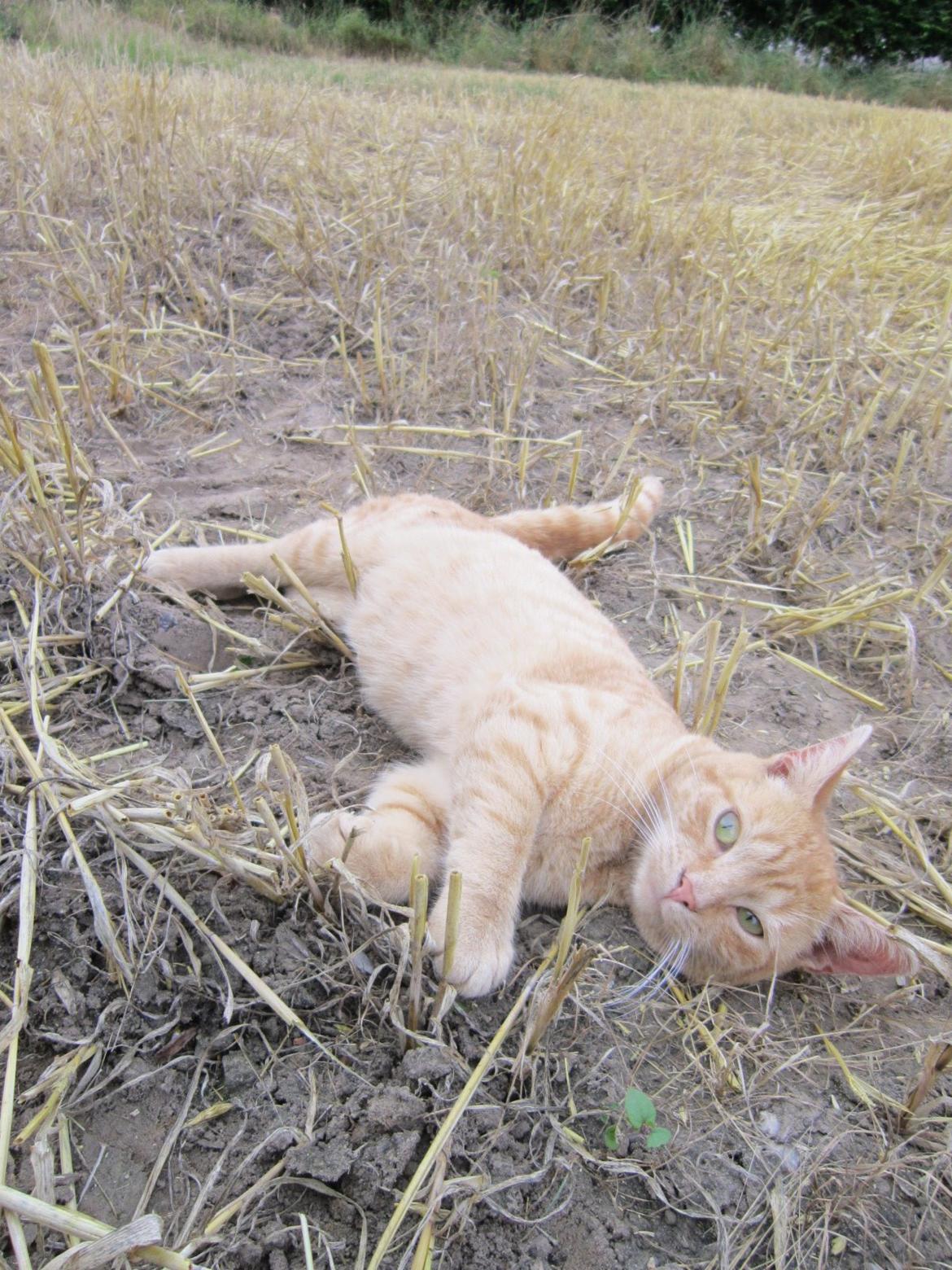 Huskat Bob (i love you) <3 billede 25