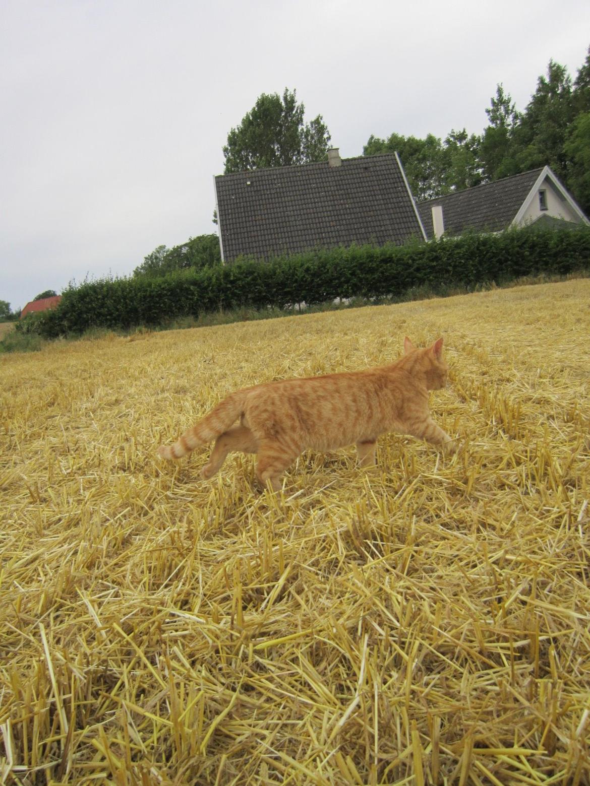 Huskat Bob (i love you) <3 billede 15