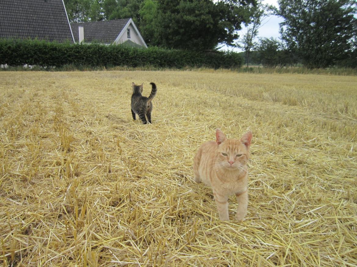 Huskat Bob (i love you) <3 billede 26