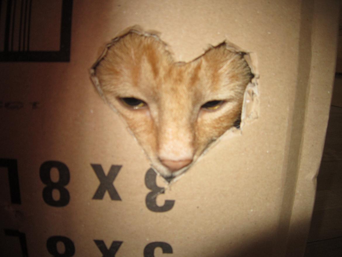 Huskat Bob (i love you) <3 billede 3