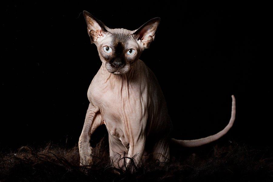 Sphynx Mr. Hyde billede 4