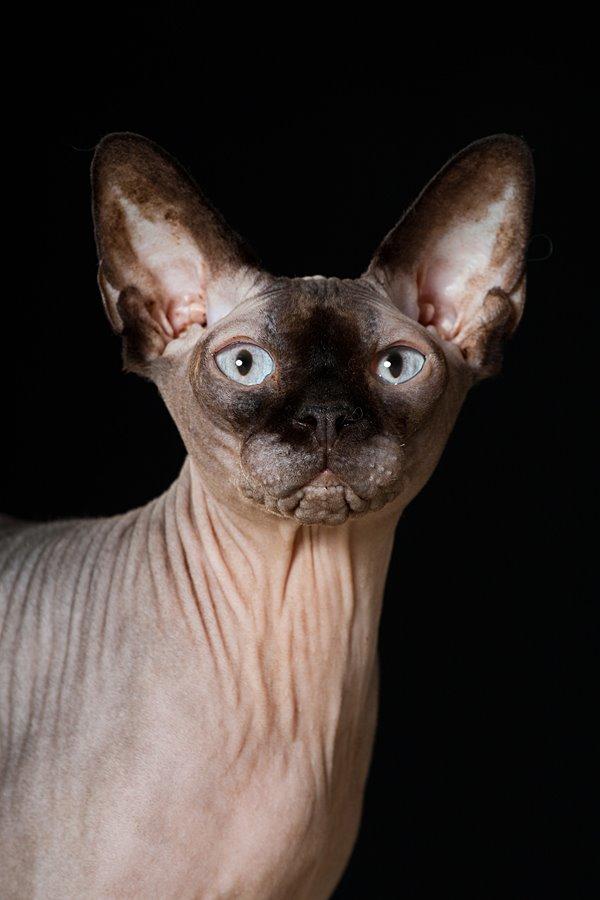 Sphynx Mr. Hyde billede 1