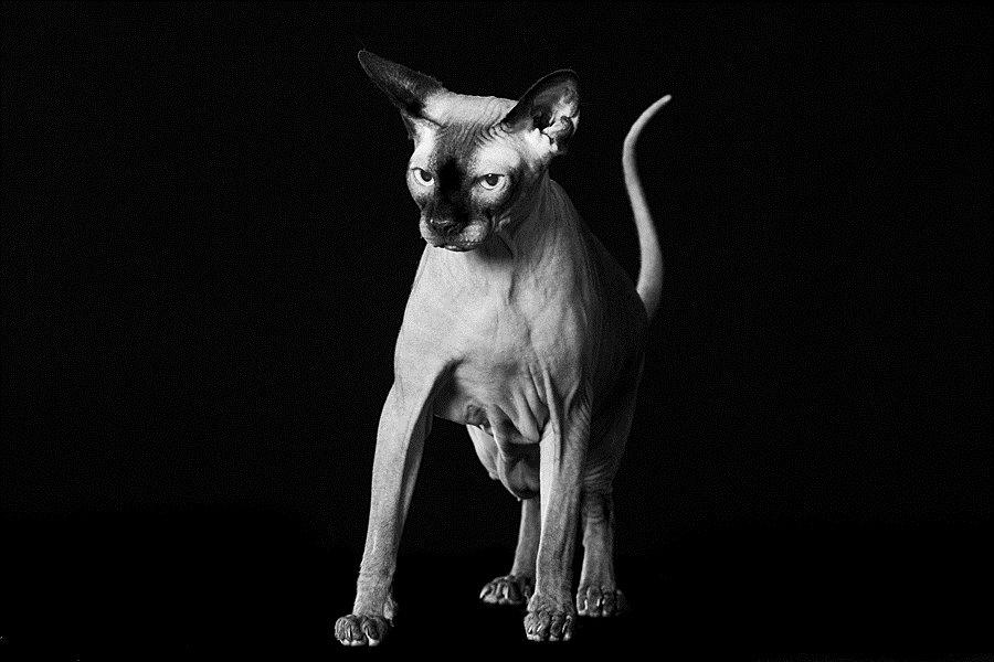 Sphynx Mr. Hyde billede 5