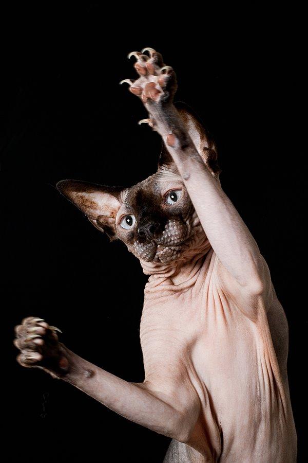 Sphynx Mr. Hyde billede 2