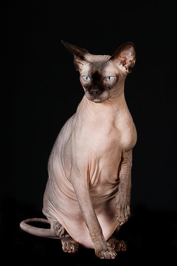 Sphynx Mr. Hyde billede 3
