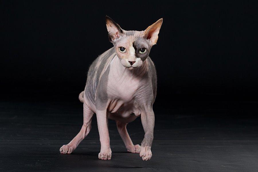 Sphynx Lara Croft billede 2