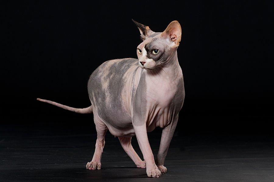 Sphynx Lara Croft billede 1