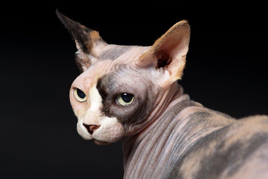 Sphynx Lara Croft billede 3