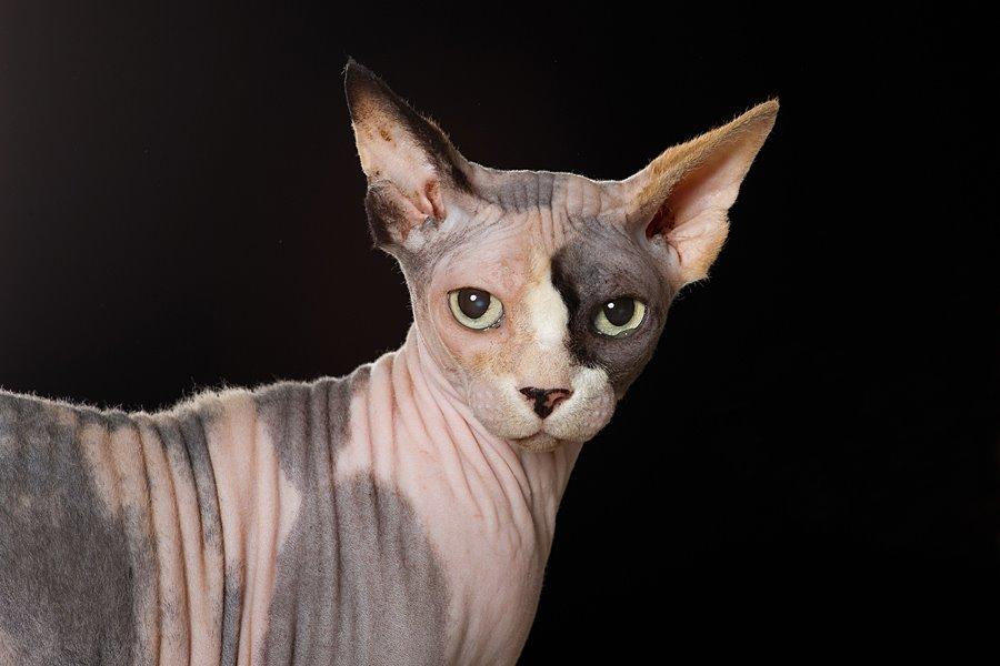 Sphynx Lara Croft billede 4