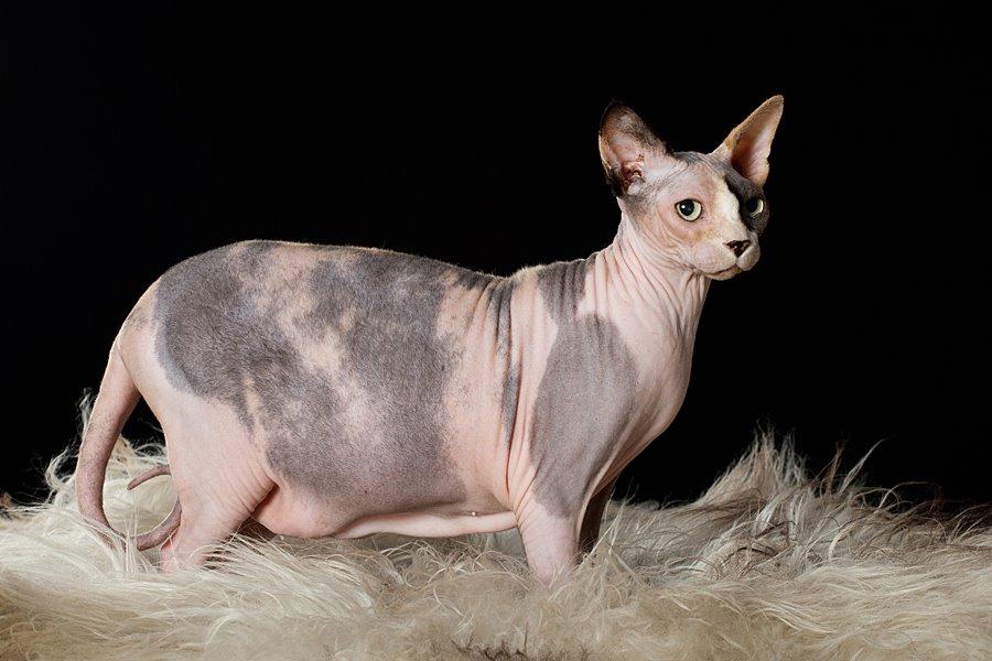 Sphynx Lara Croft billede 5