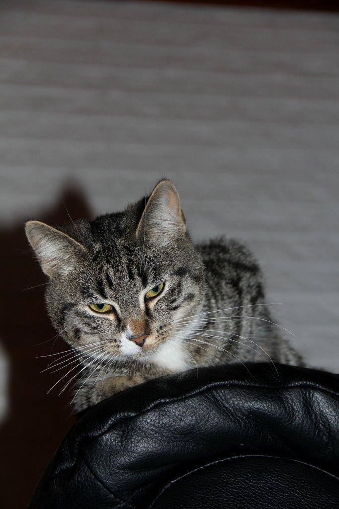 Huskat Fenja billede 4