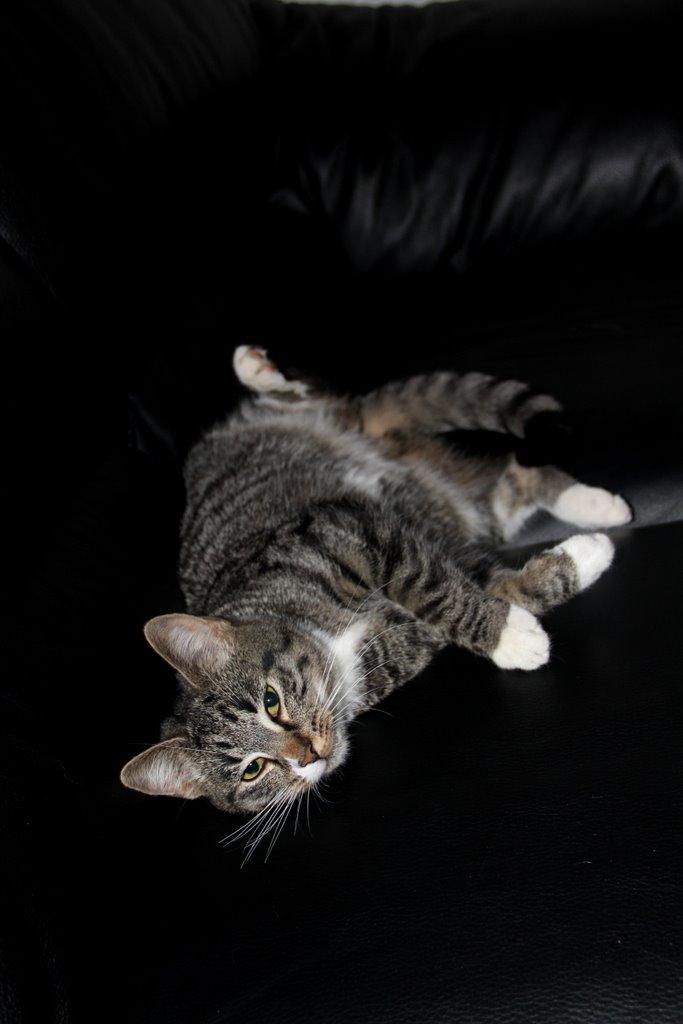 Huskat Fenja billede 5