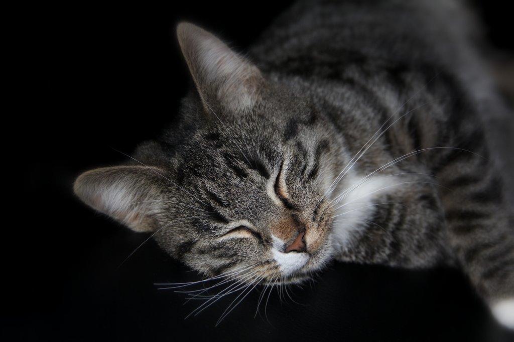 Huskat Fenja billede 6