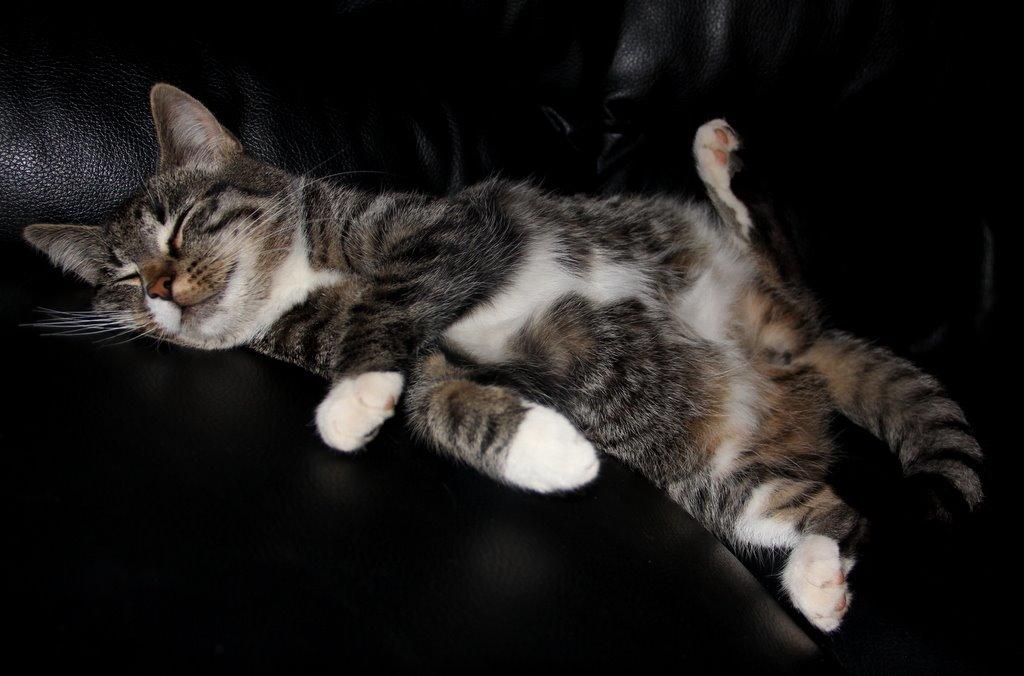 Huskat Fenja billede 7