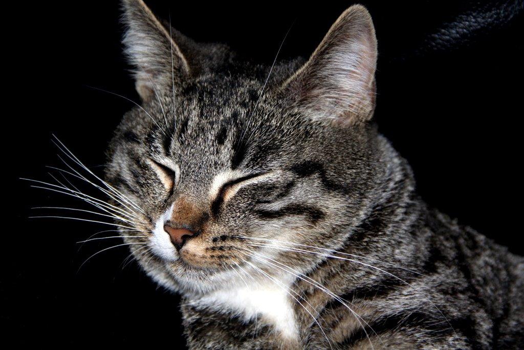 Huskat Fenja billede 8