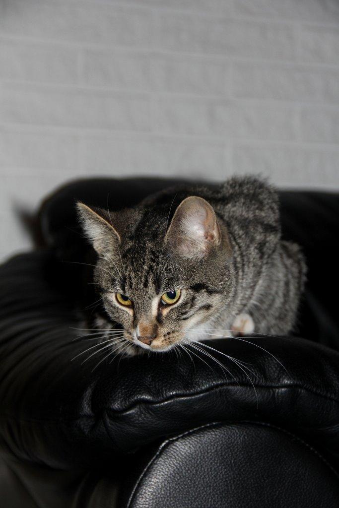 Huskat Fenja billede 9