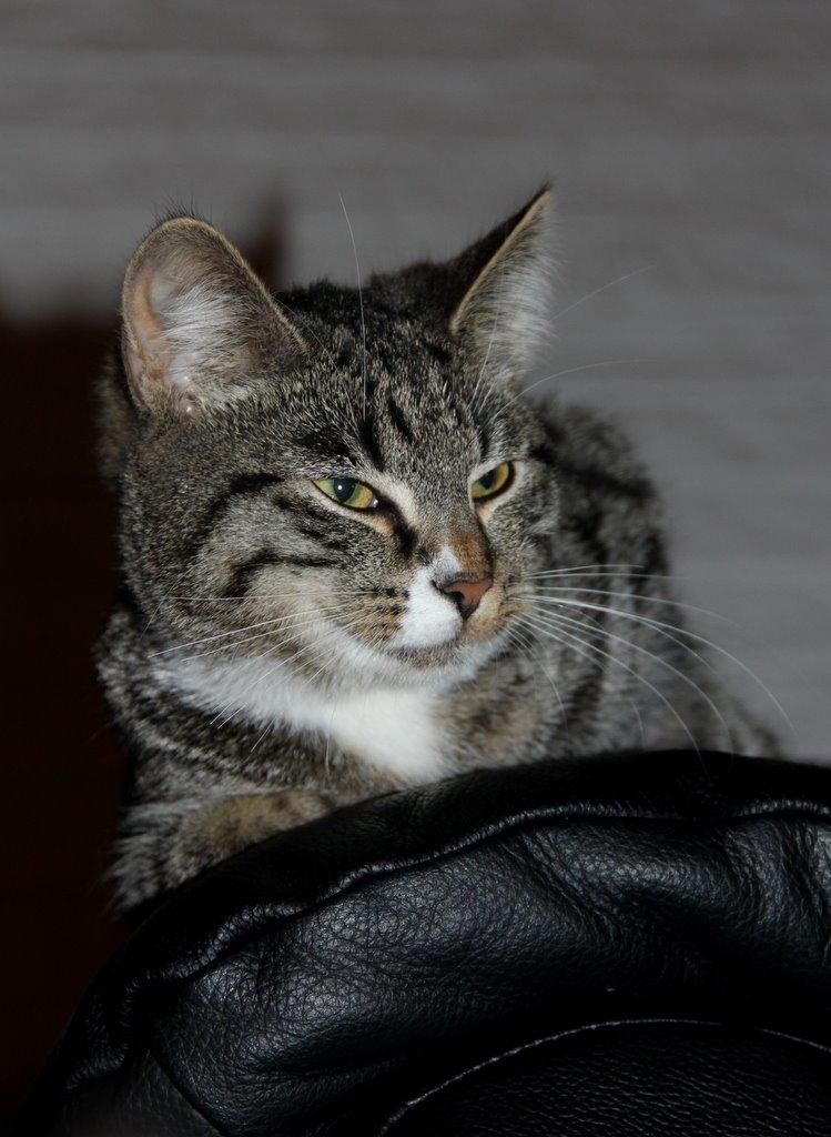 Huskat Fenja billede 10