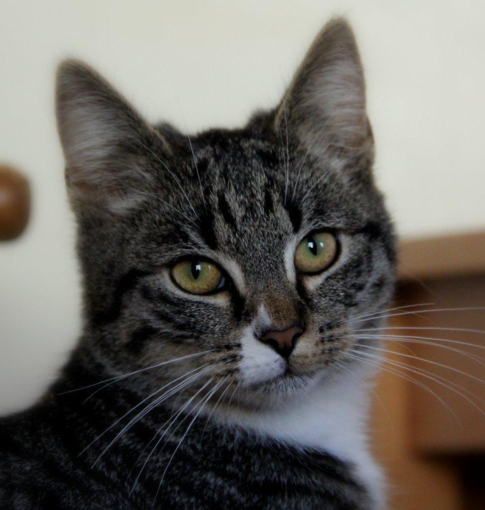 Huskat Fenja billede 13