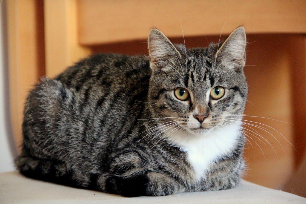 Huskat Fenja billede 15