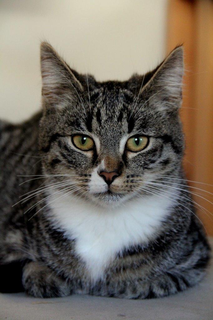 Huskat Fenja billede 16