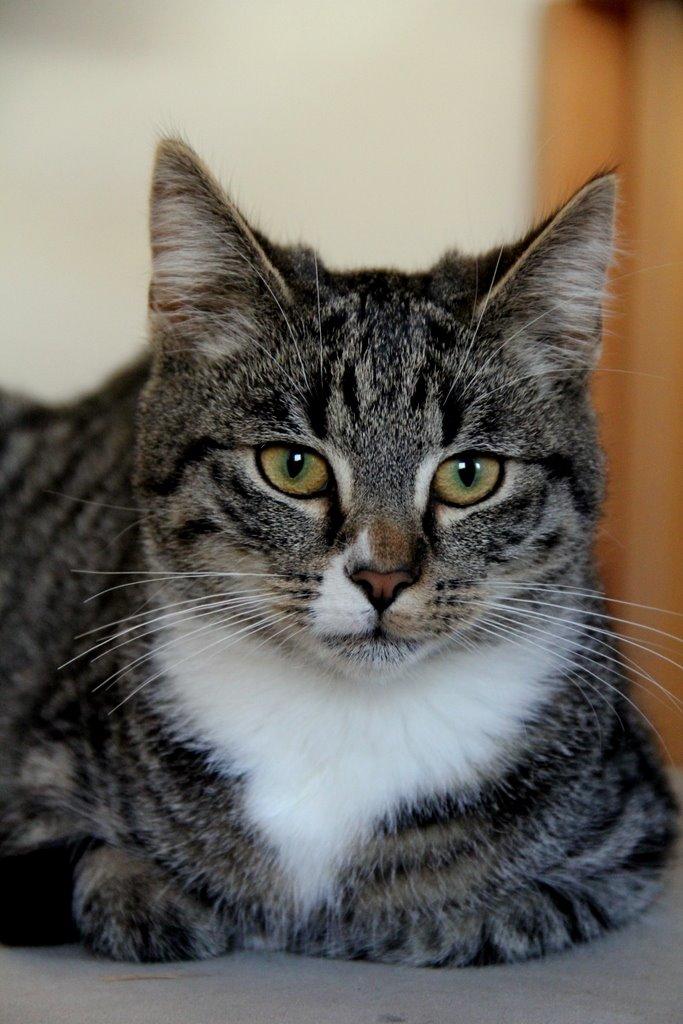 Huskat Fenja billede 3