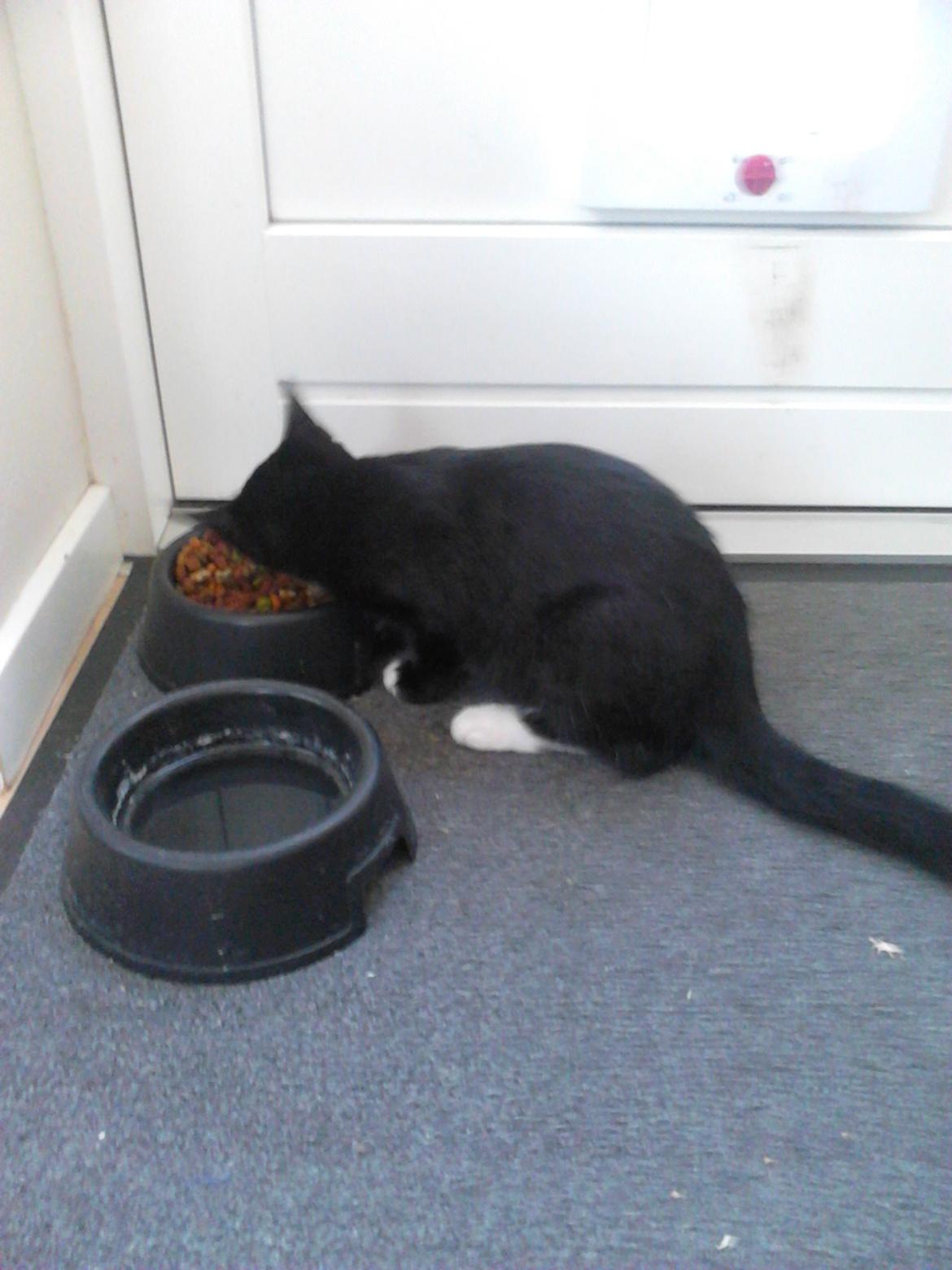 Blanding af racer Kattegårdens Dipsey aka. Snip R.I.P - Lad mig være jeg spiser. >:( billede 32