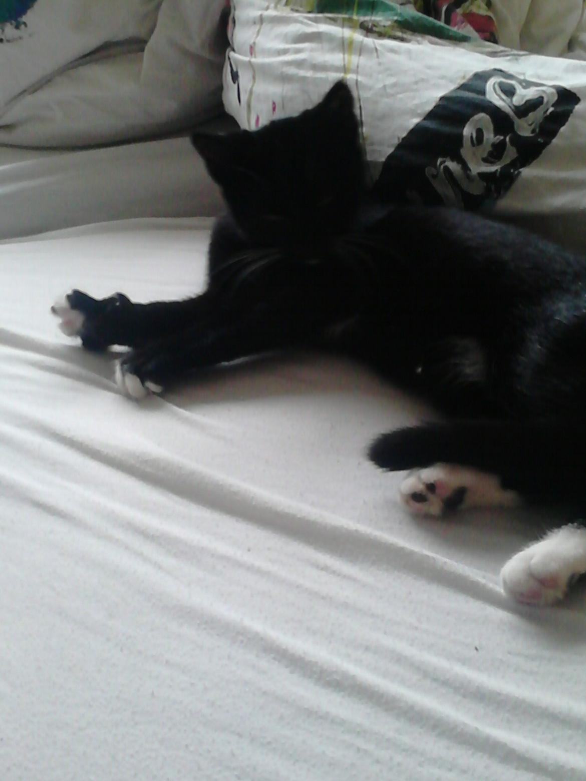 Blanding af racer Kattegårdens Dipsey aka. Snip R.I.P - Jeg er lidt træt nu så jeg vasker mig lige inden jeg sover. billede 33