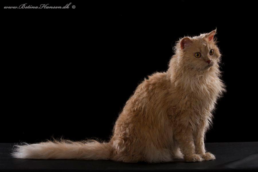 Selkirk Rex  DGC/ TGCA Lykken Curly Ronja - Ronja hos fotograf  Betina Hansen billede 24