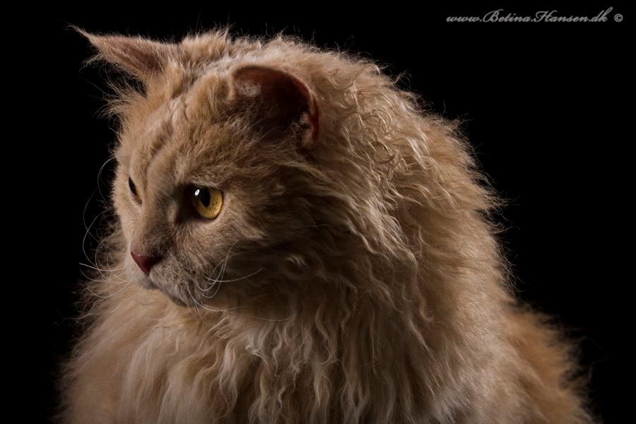 Selkirk Rex  DGC/ TGCA Lykken Curly Ronja - Ronja hos fotograf betina hansen billede 3