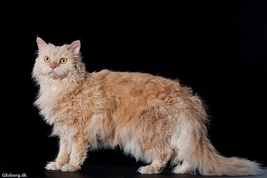 Selkirk Rex  DGC/ TGCA Lykken Curly Ronja - Ronja hos fotograf Glisborg billede 26