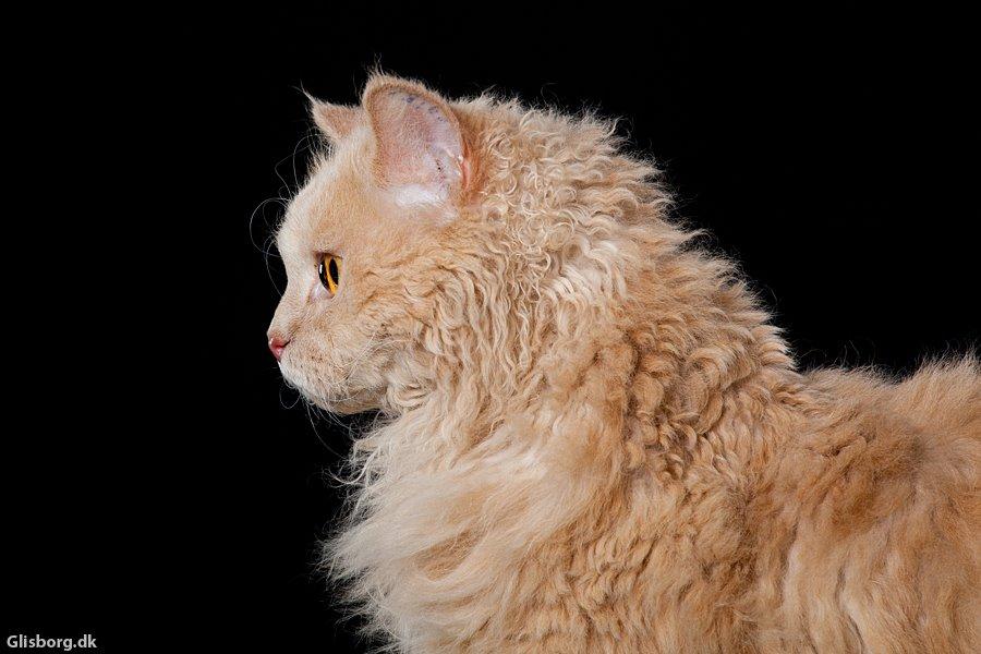 Selkirk Rex  DGC/ TGCA Lykken Curly Ronja - Ronja hos fotograf Glisborg billede 7