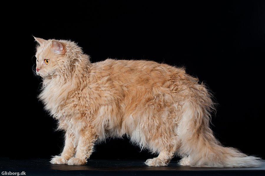 Selkirk Rex  DGC/ TGCA Lykken Curly Ronja - Ronja hos fotograf Glisborg billede 28