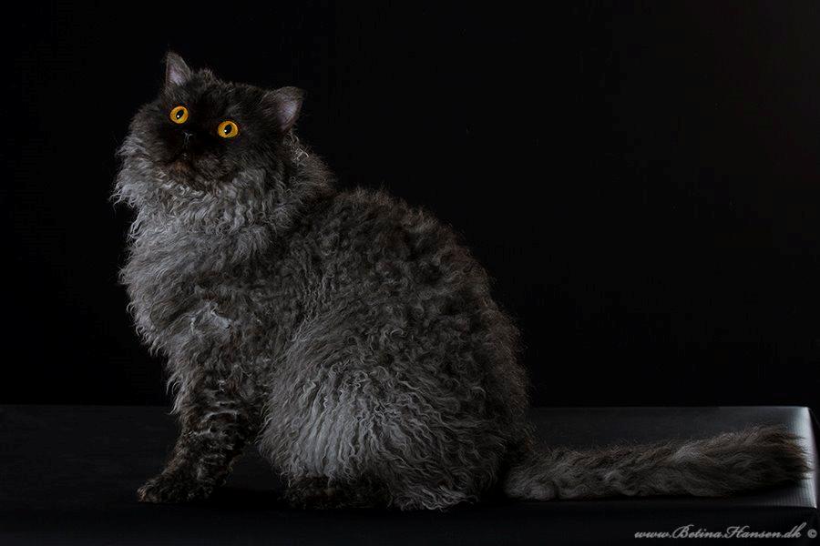 Selkirk Rex  RW SGC, PCH Lykken Peer Gynt of Tzari  - Hos fotograf betina hansen 11/2013 billede 37