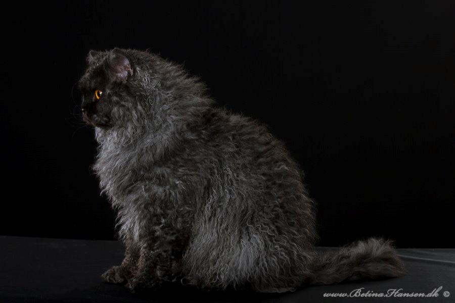 Selkirk Rex  RW SGC, PCH Lykken Peer Gynt of Tzari  - Hos fotograf betina hansen 11/2013 billede 38