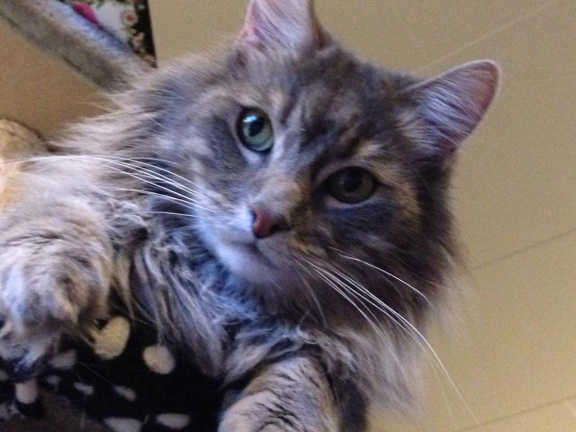 Norsk Skovkat Balou billede 21