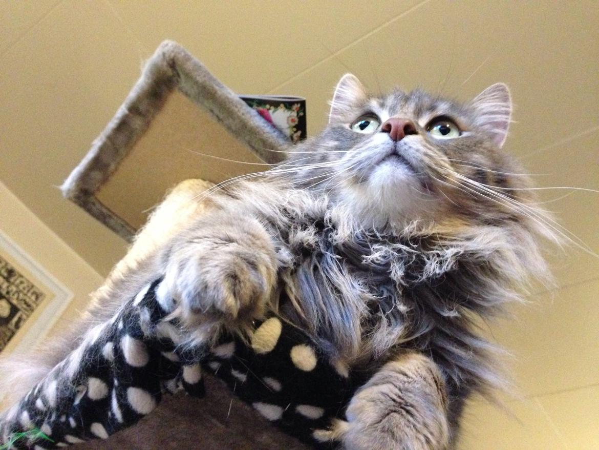 Norsk Skovkat Balou billede 22