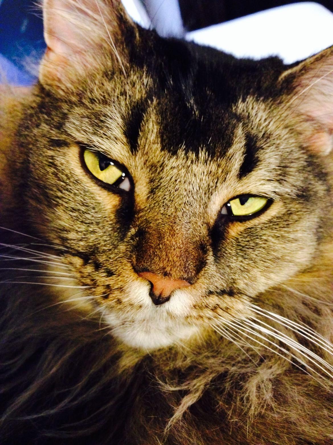 Norsk Skovkat Loke billede 21