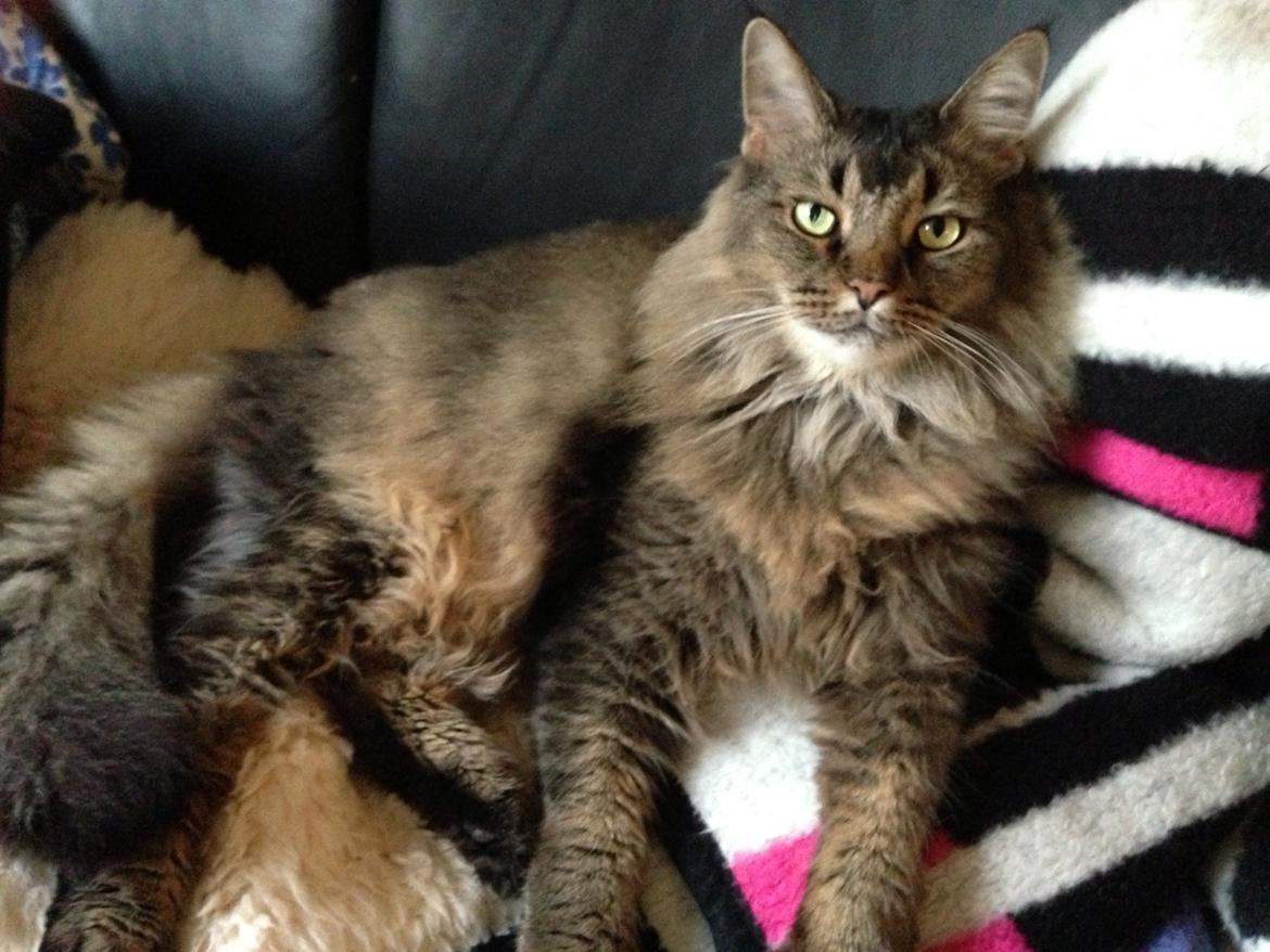 Norsk Skovkat Loke billede 22