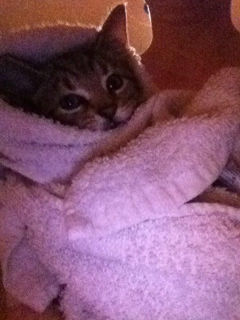 Huskat Nala billede 3