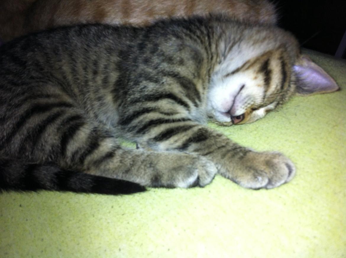 Huskat Nala billede 1