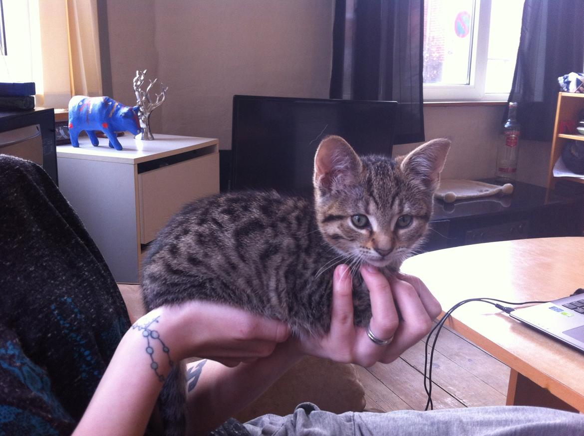 Huskat Nala billede 2