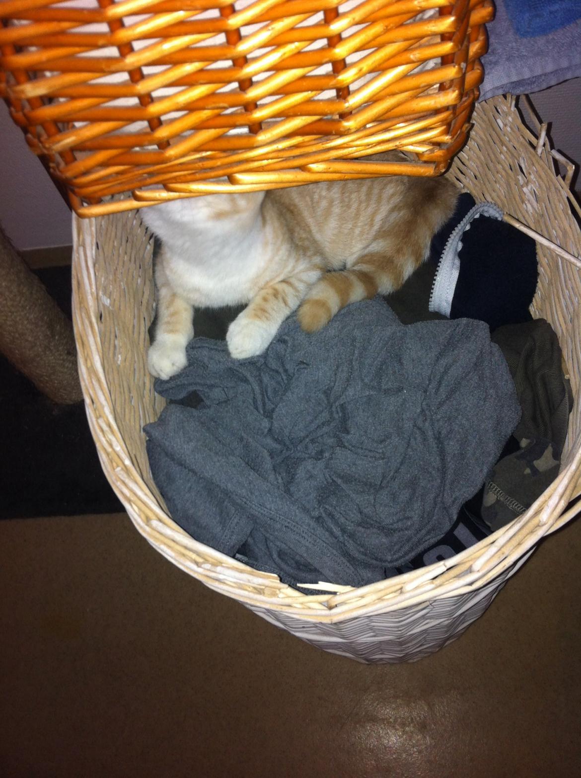 Huskat Zeus billede 6