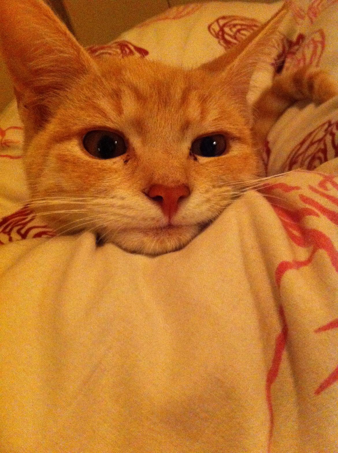 Huskat Zeus billede 7