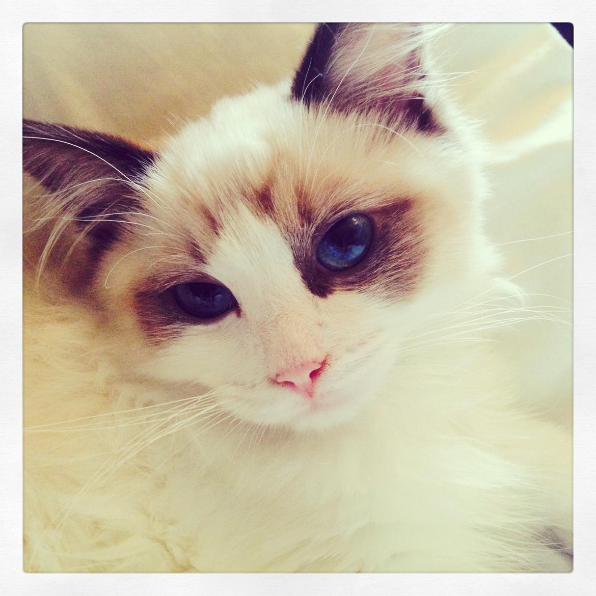 Ragdoll Dk Vandoll Royal Rocco RAG n 03 (daglig tale Rocco - Så smuk!  billede 12