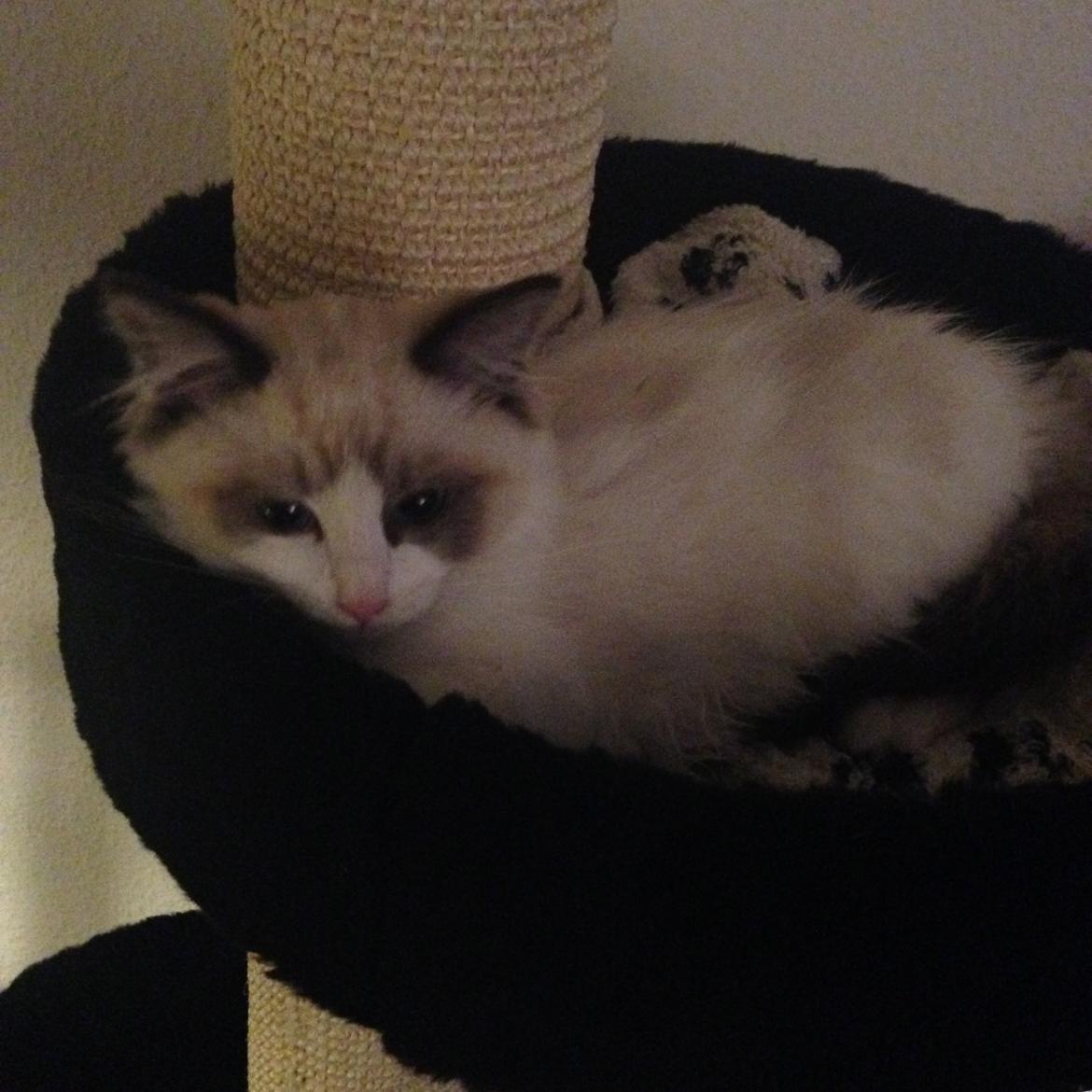 Ragdoll Dk Vandoll Royal Rocco RAG n 03 (daglig tale Rocco - Man ligger godt, her på kradsetræet! billede 13