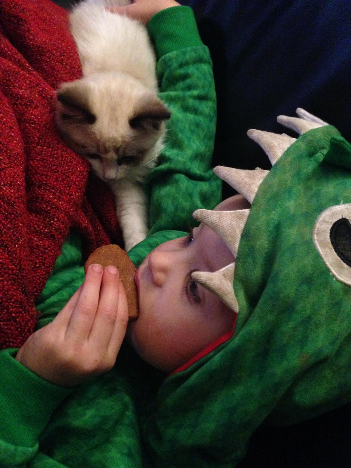 Ragdoll Dk Vandoll Royal Rocco RAG n 03 (daglig tale Rocco - Hvis jeg nu tigger længe nok, mon så 'storebror' deler?? billede 14