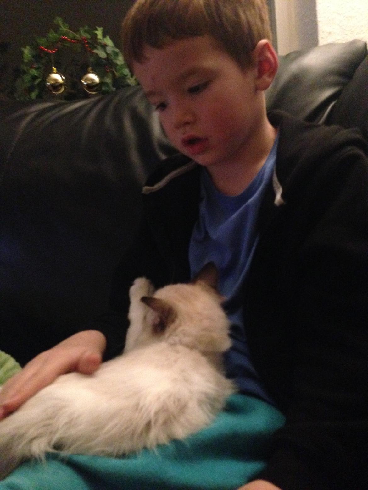 Ragdoll Dk Vandoll Royal Rocco RAG n 03 (daglig tale Rocco - Min 'storebror' elsker at putte med mig! billede 15